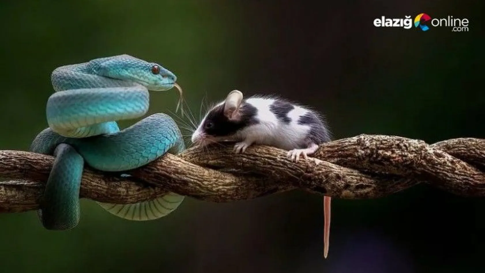Mavi engerek yılan ile farenin inanılmaz karşılaşması!