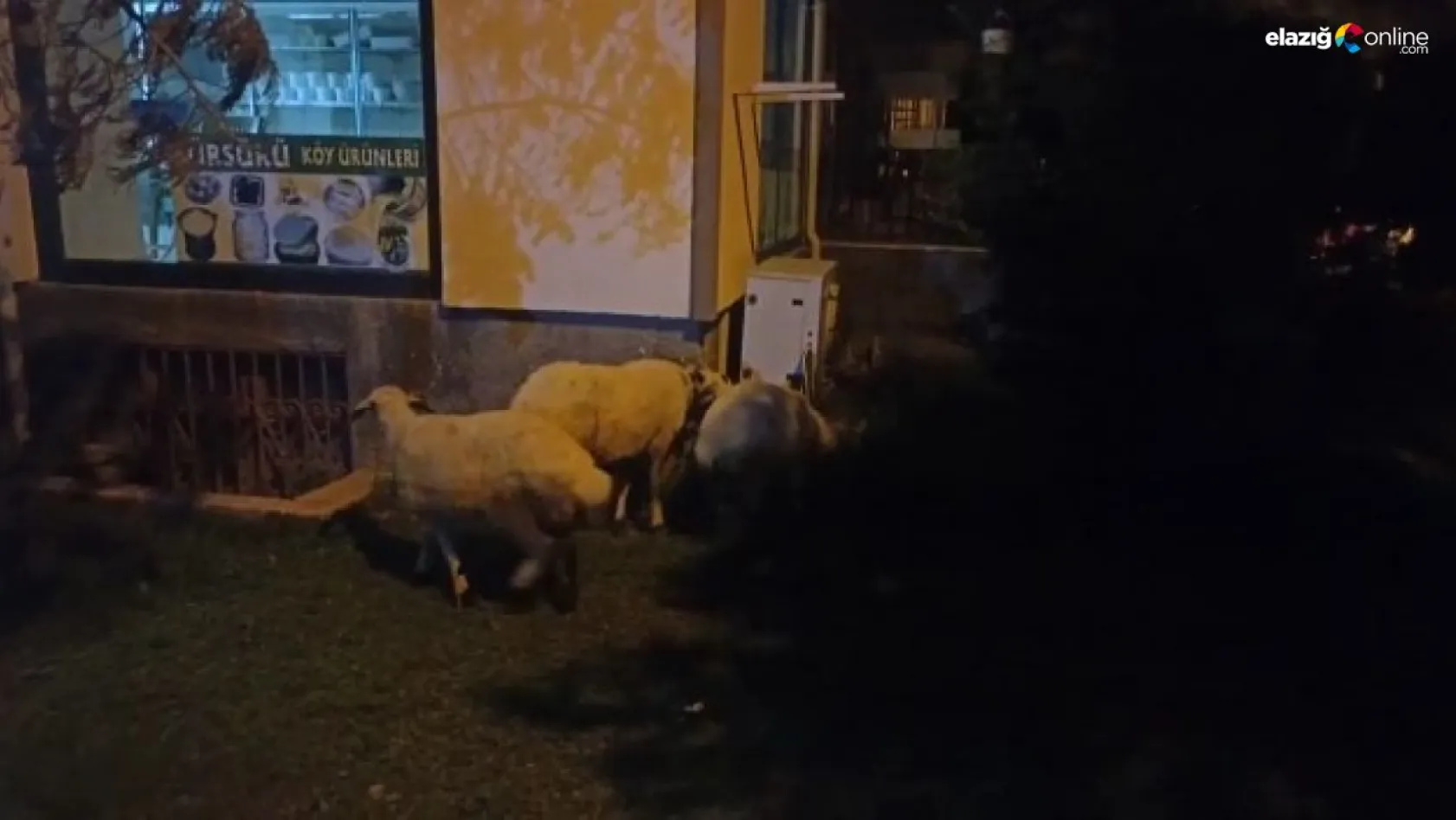 'Firari koyunlar' belediye ekiplerine yakalandı