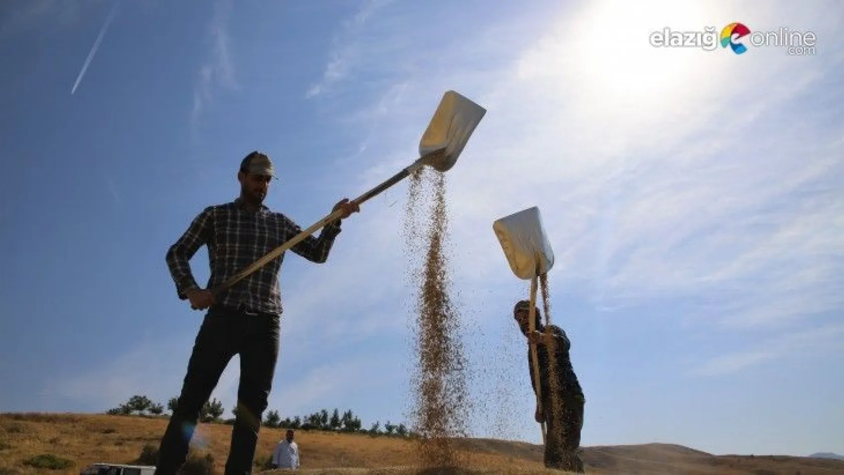 150 gün suyun içinde yetişen pirinçte hasat zamanı