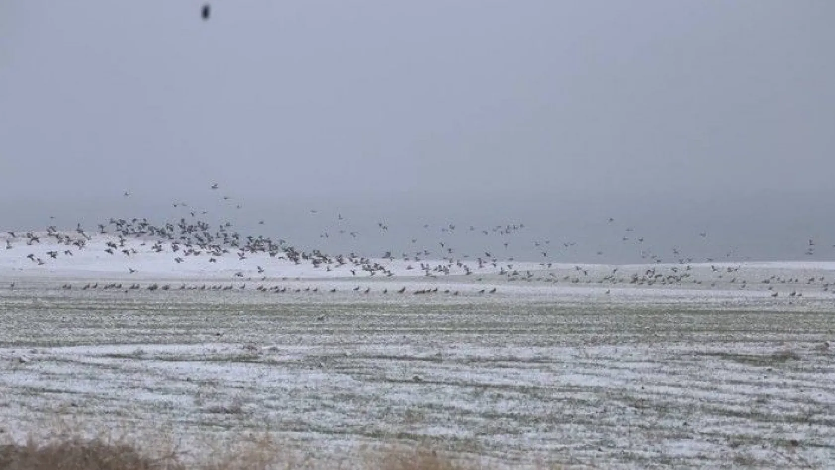 Elazığ'da kış ortası kuş sayımı yapıldı