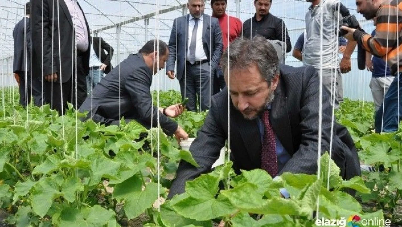Elazığ'da serada ilk hasat &quotSalatalık"