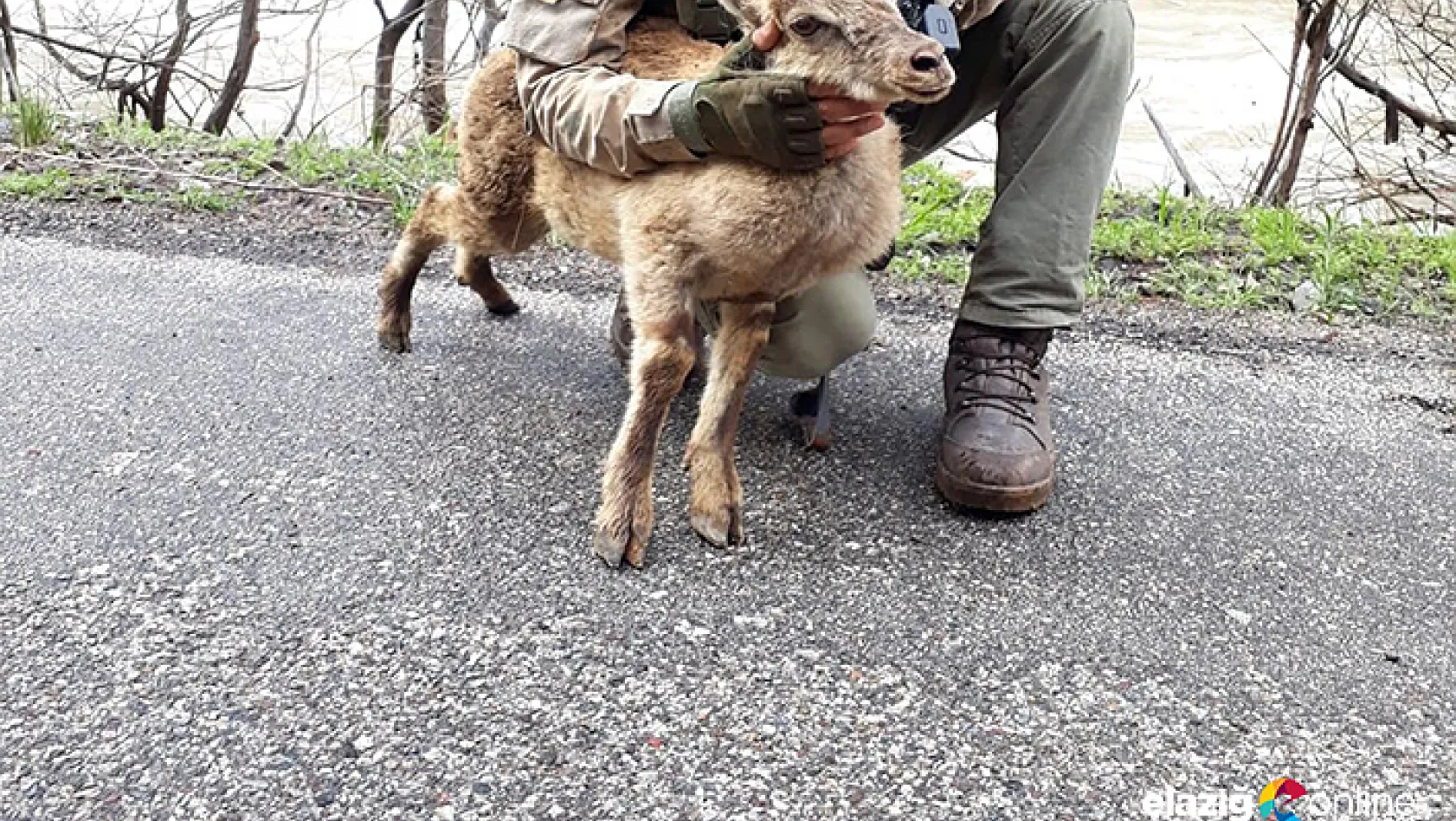 Operasyondaki Mehmetçik'ten yaralanan dağ keçisine şefkat