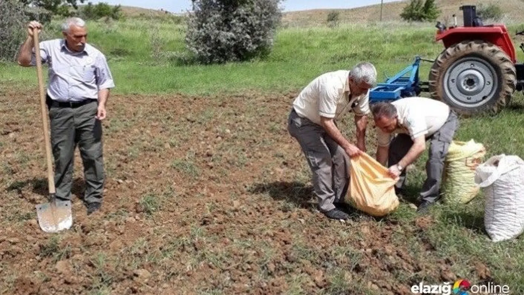 240 bin TL ceza kesilen, salep soğanları tekrar toprakla buluştu