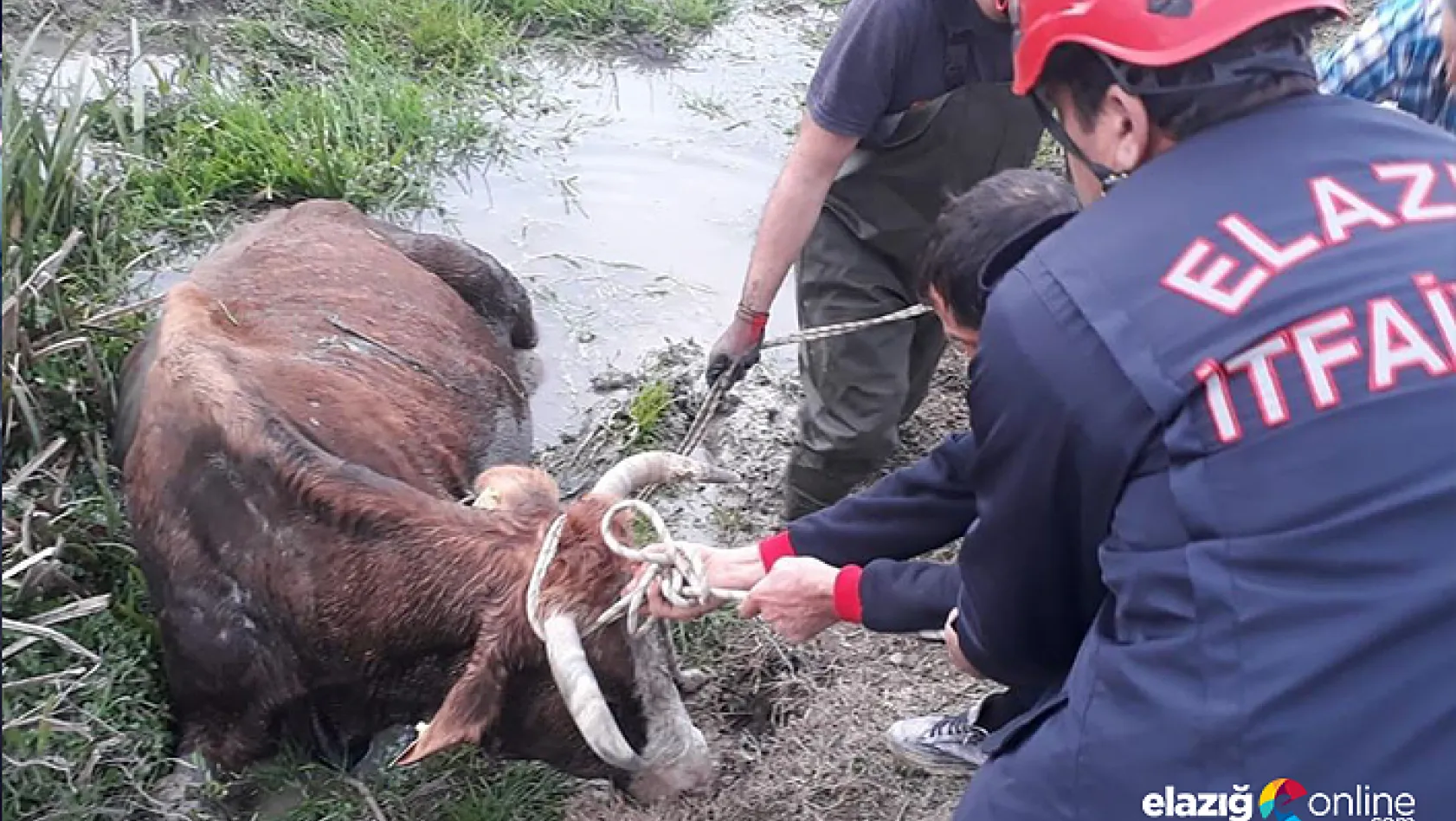 Bataklığa saplanan ineği, itfaiye ekipleri kurtardı