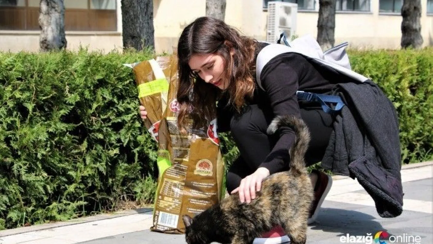 Üniversite öğrencisi, sokak hayvanlarını yalnız bırakmadı