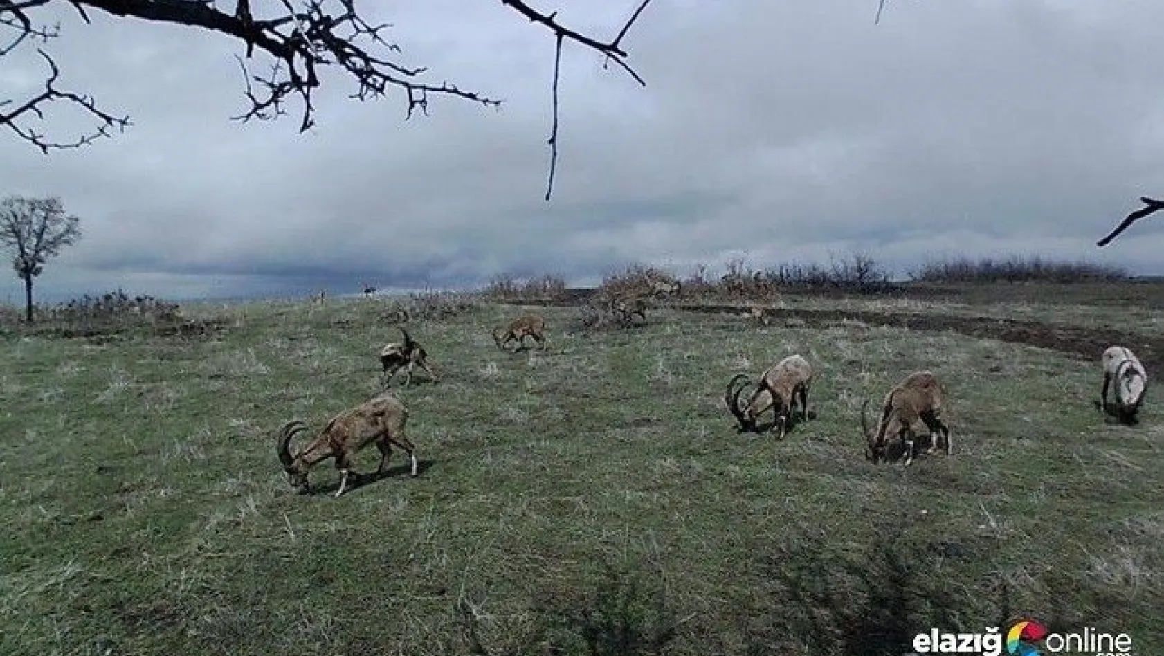 Yaban keçileri, doğal yaşam alanlarında foto kapanla görüntülendi