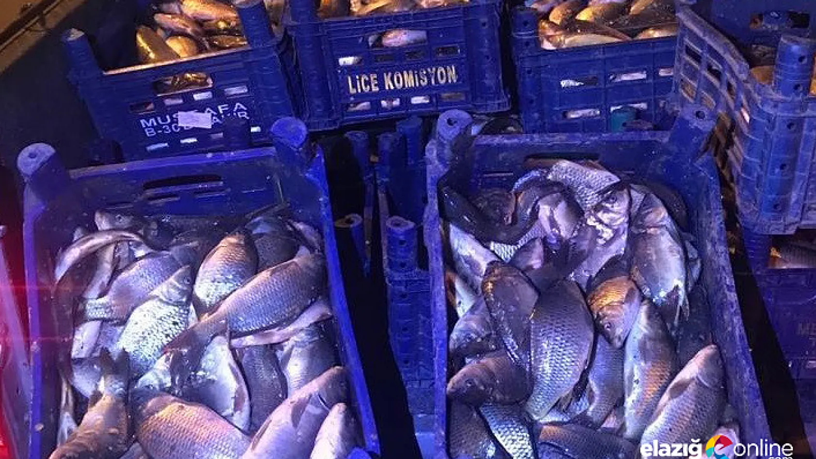 Elazığ'da 600 kilo kaçak balık avına 10 bin TL ceza