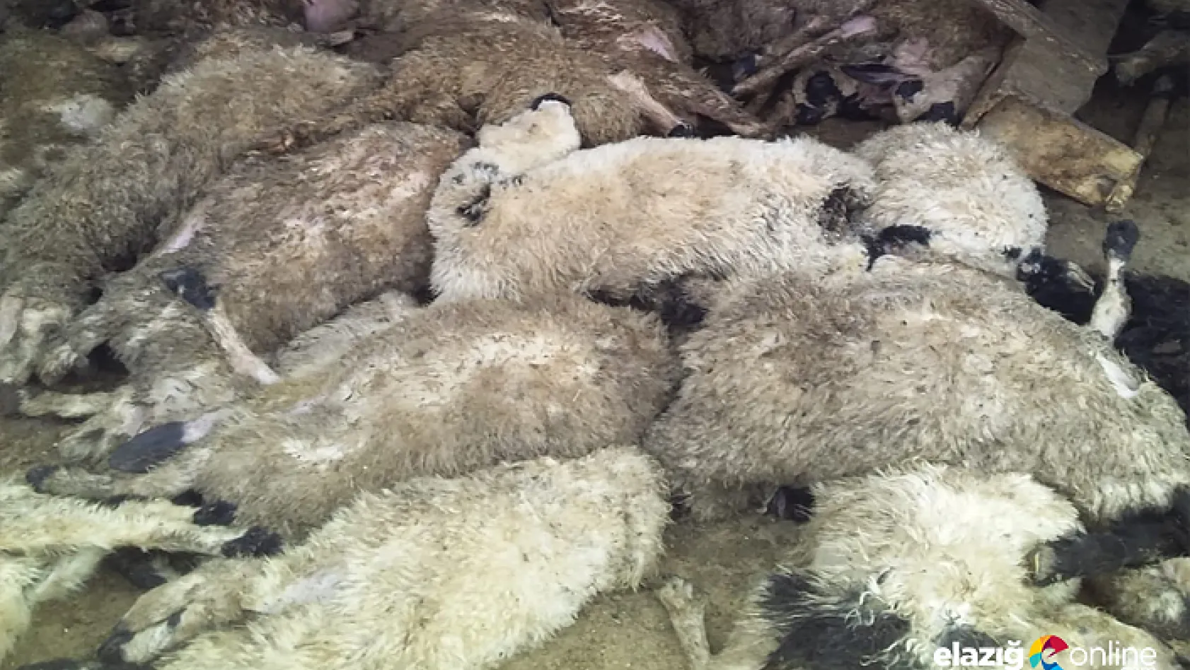 Köye gelen kurtlar girdiği ağılda 120 koyunu telef etti