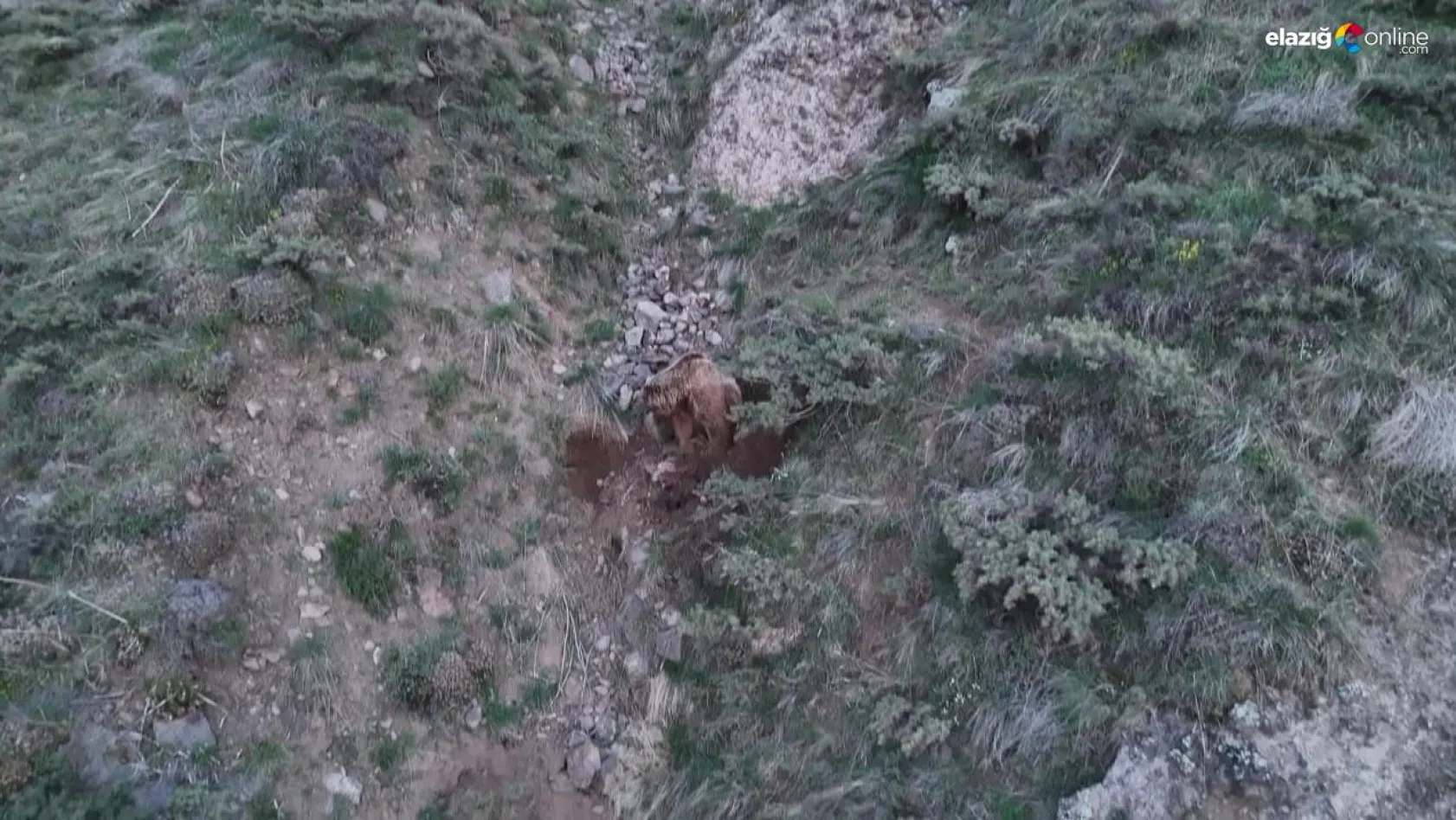 Telef ettiği keçiyi gömerken dron kamerasına yakalandı