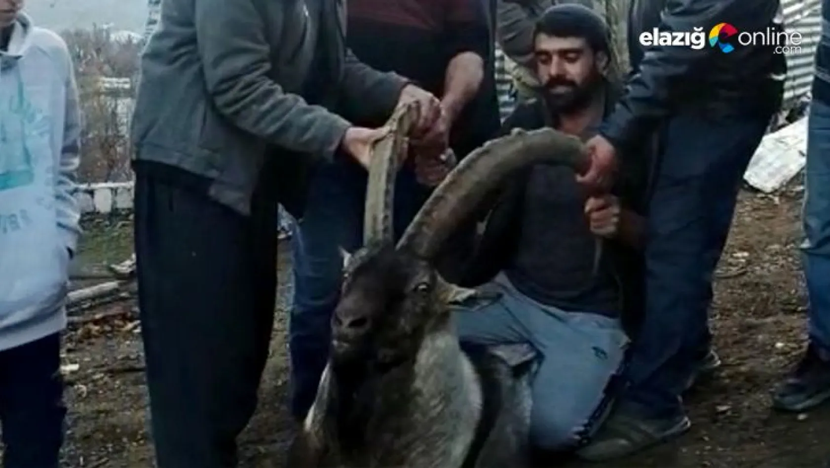 Arıcak'ta mahalleye inen dağ keçisi tekrar doğaya salındı