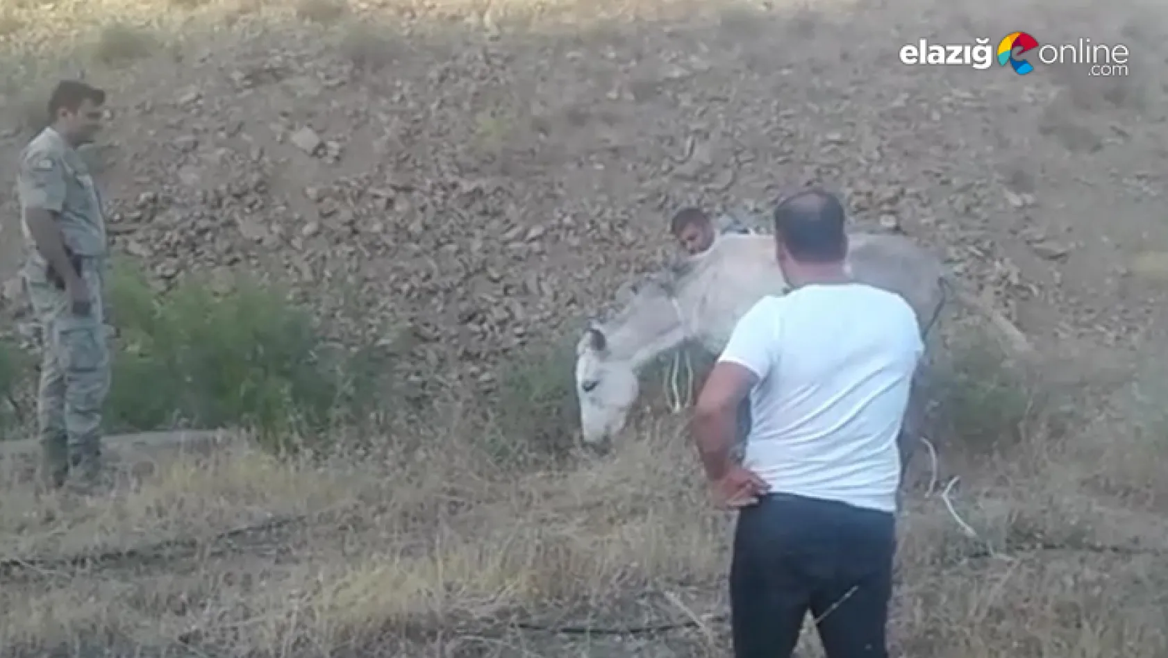Ayağı kırık olarak ölüme terk edilen at kurtarıldı