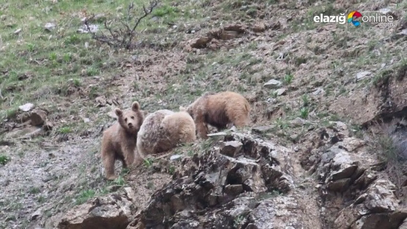 Ayılar ve yaban keçileri vadilere indi