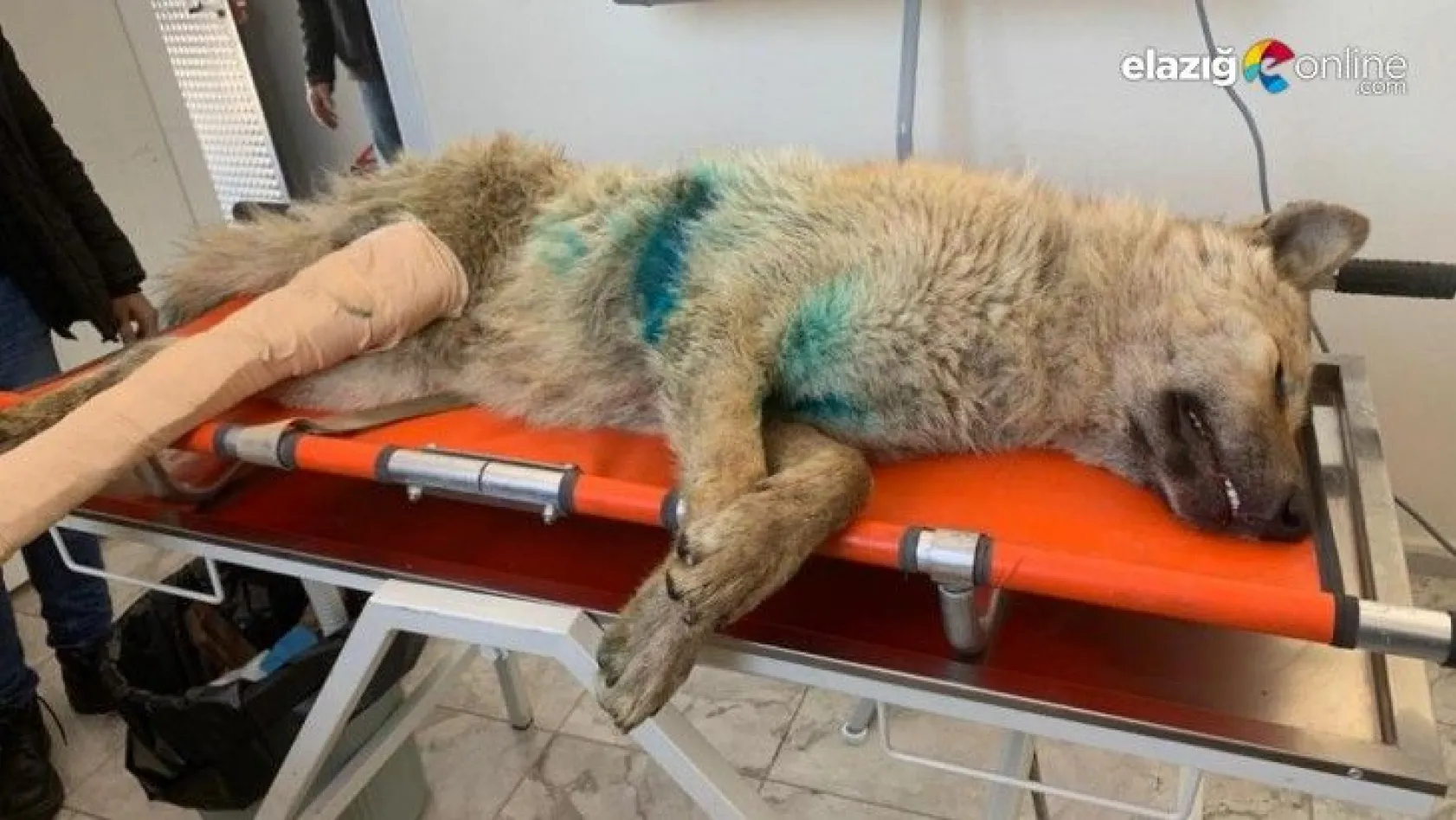 Bingöl'de aracın çarptığı kurt, tedavi altına alındı