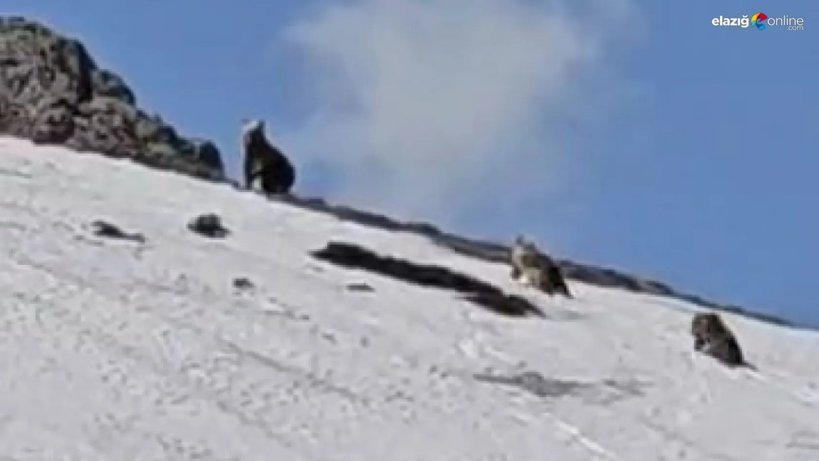 Bingöl'de ayılar karla kaplı tepede görüntülendi