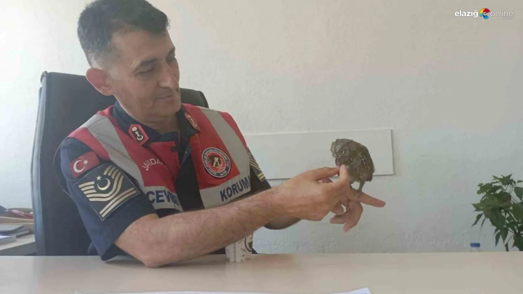 Bingöl'de kukumav kuşu tedavisinin ardından doğaya salındı