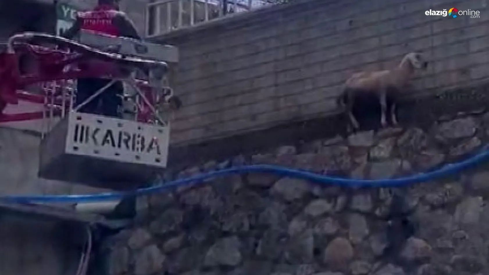 Bingöl'de istinat duvarında mahsur kalan koyun kurtarıldı