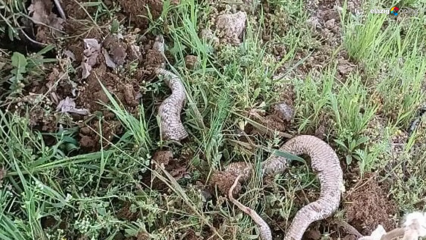 Baskil'de 3 metrelik dev yılan paniği!