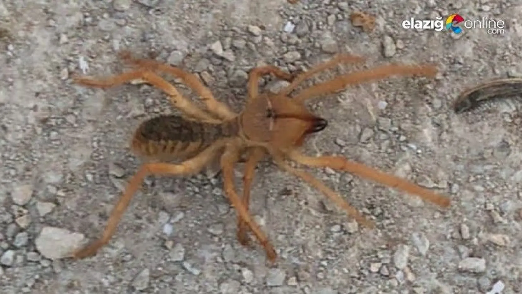 Şantiye alanında görülen dev örümcek paniğe neden oldu