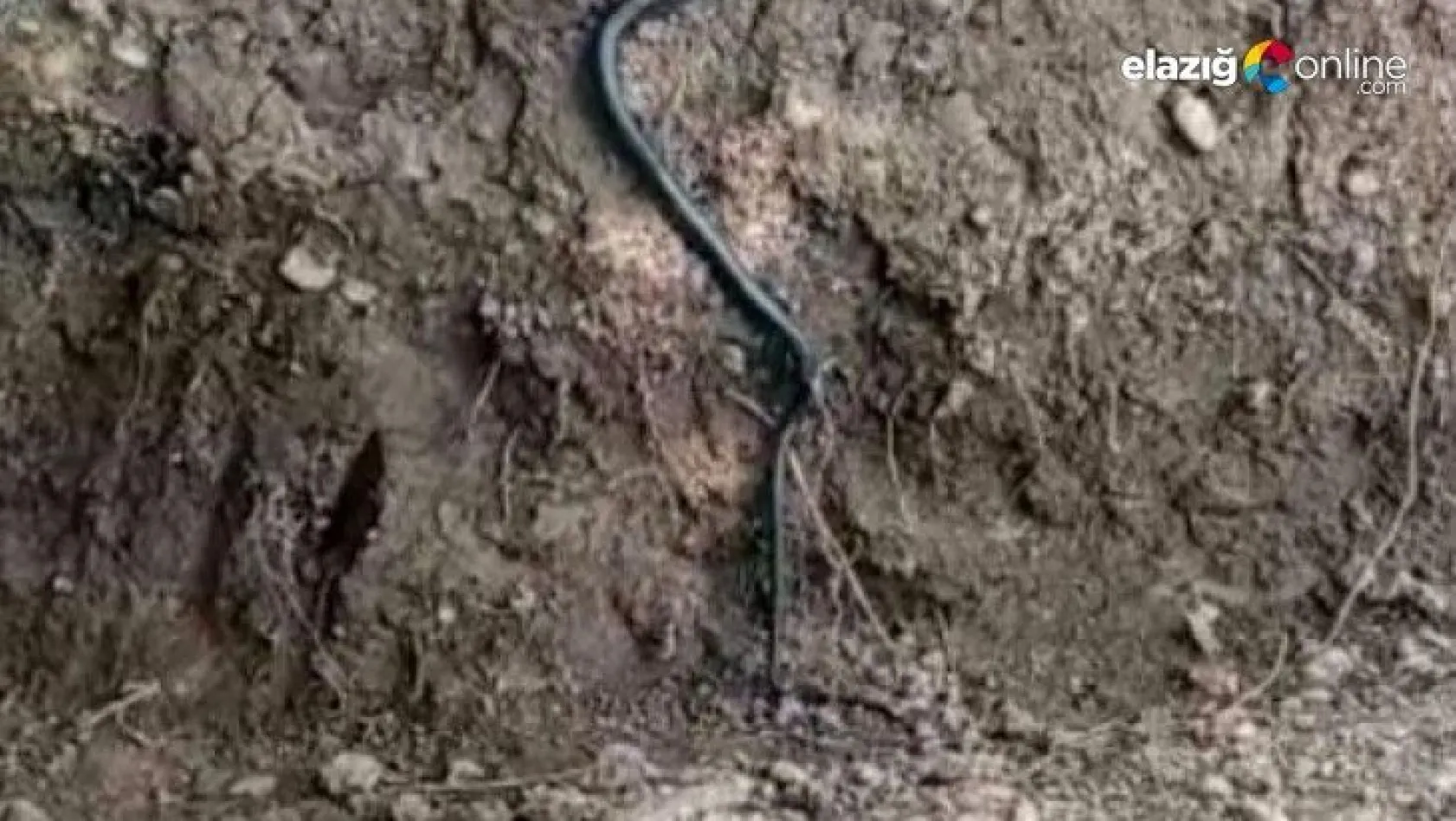 2 metre uzunluğundaki yılan, paniğe neden oldu