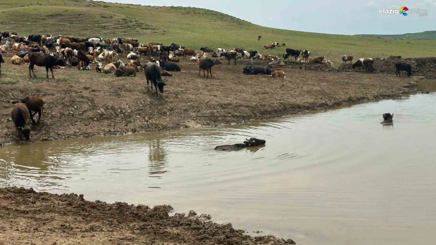 Diyarbakır'da hayvanların içme suyunun karşılandığı göletler onarılıyor