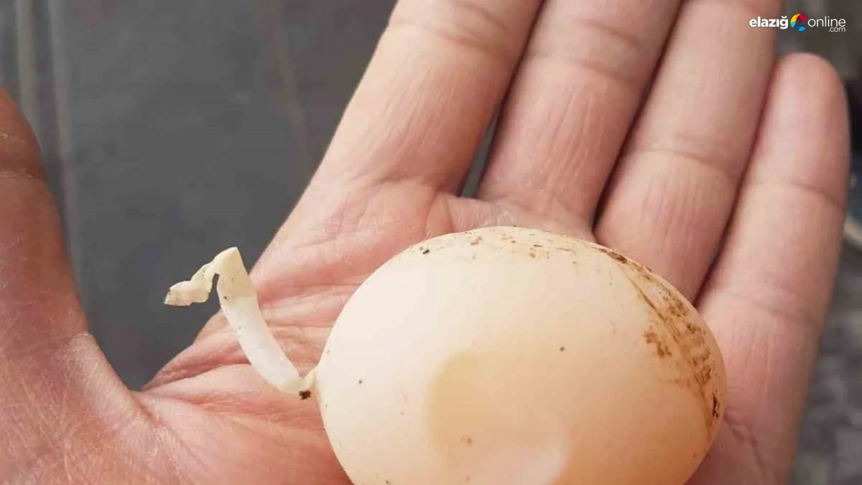 Diyarbakır'da kuyruklu yumurta görenleri şaşırttı