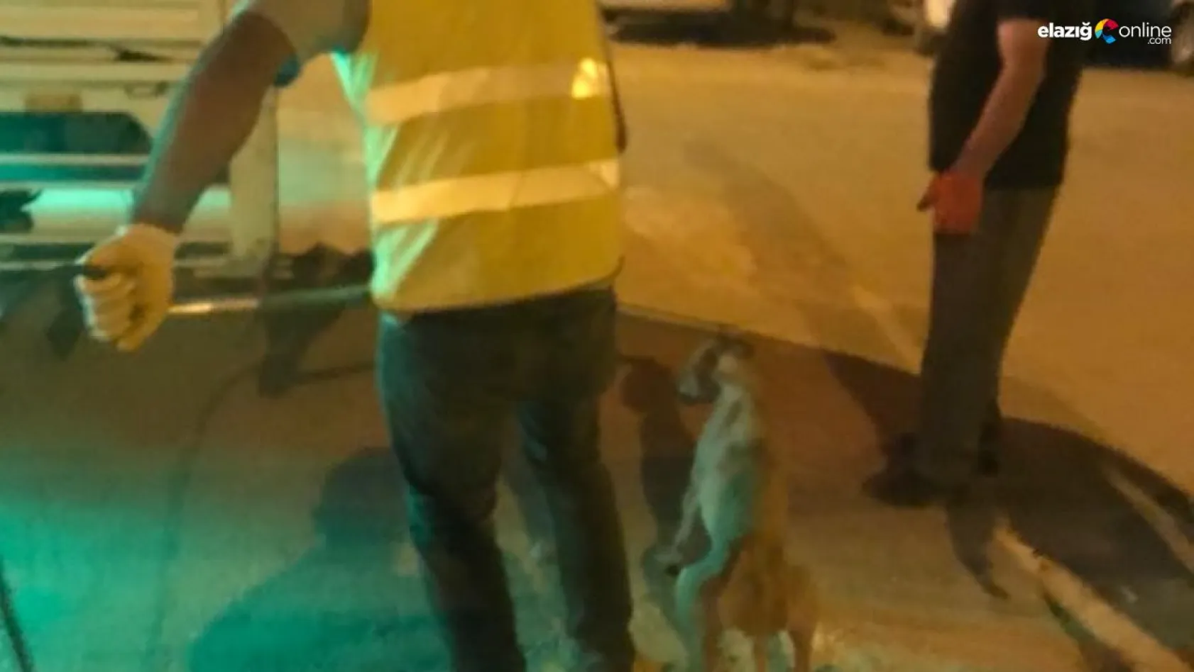 Diyarbakır'da uyuz belirtisi gösteren 14 sokak hayvanı barınağa götürüldü