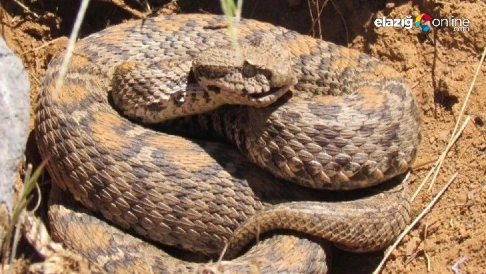 Dünya'nın en zehirli yılanları Şanlıurfa'da görüldü