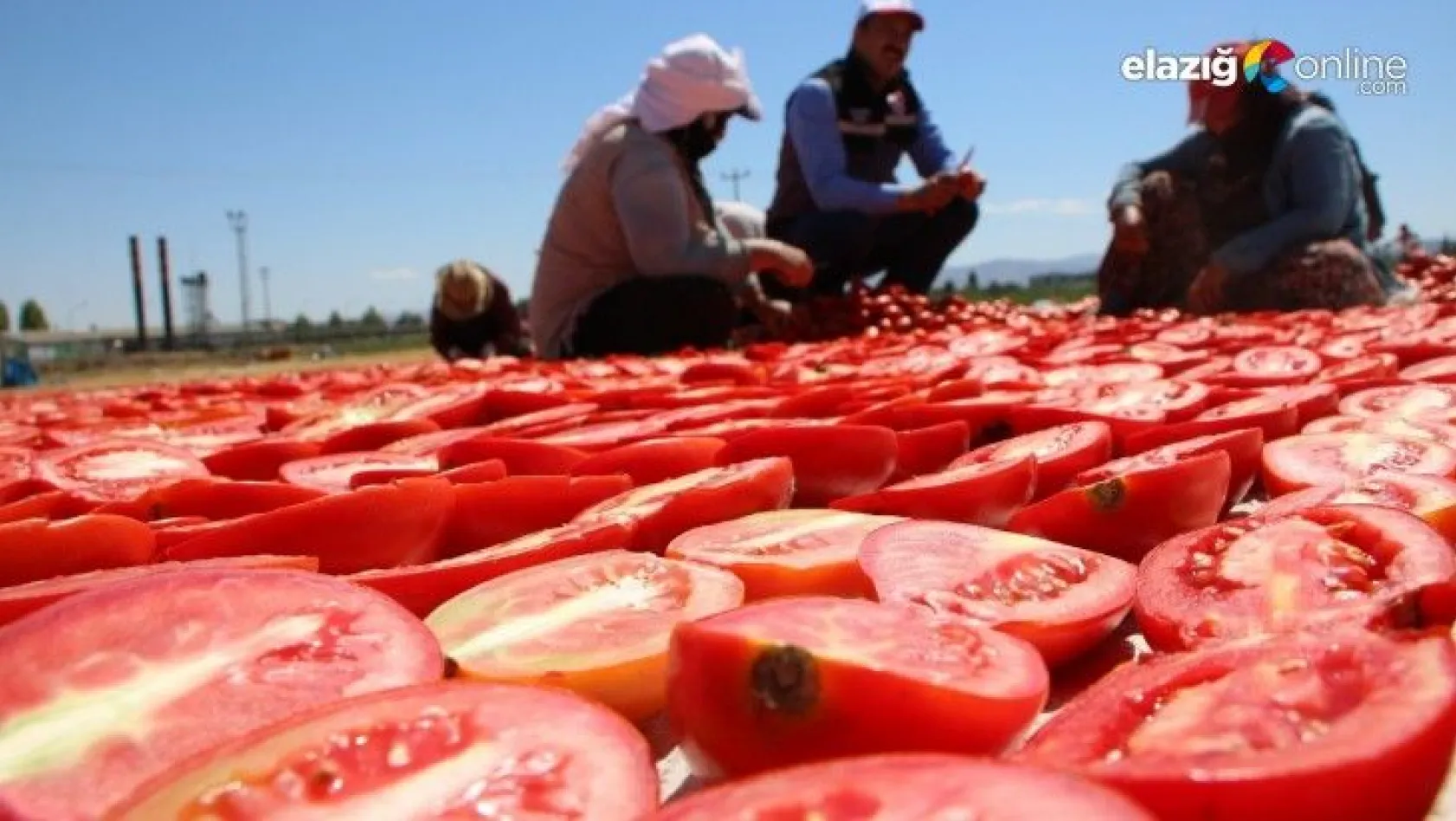 30 bin ton domates rekoltesi bekleniyor