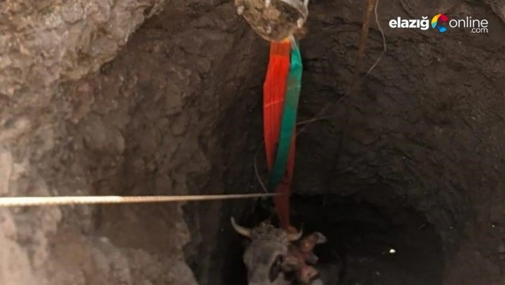 Elazığ'da 14 metrelik kuyuya düşen gebe inek, 1 saatlik çalışmayla kurtarıldı