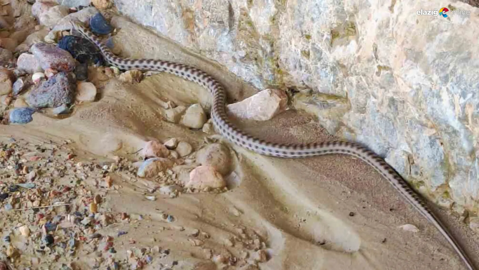 Yarı zehirli kocabaş yılanı Keban'da görüntülendi