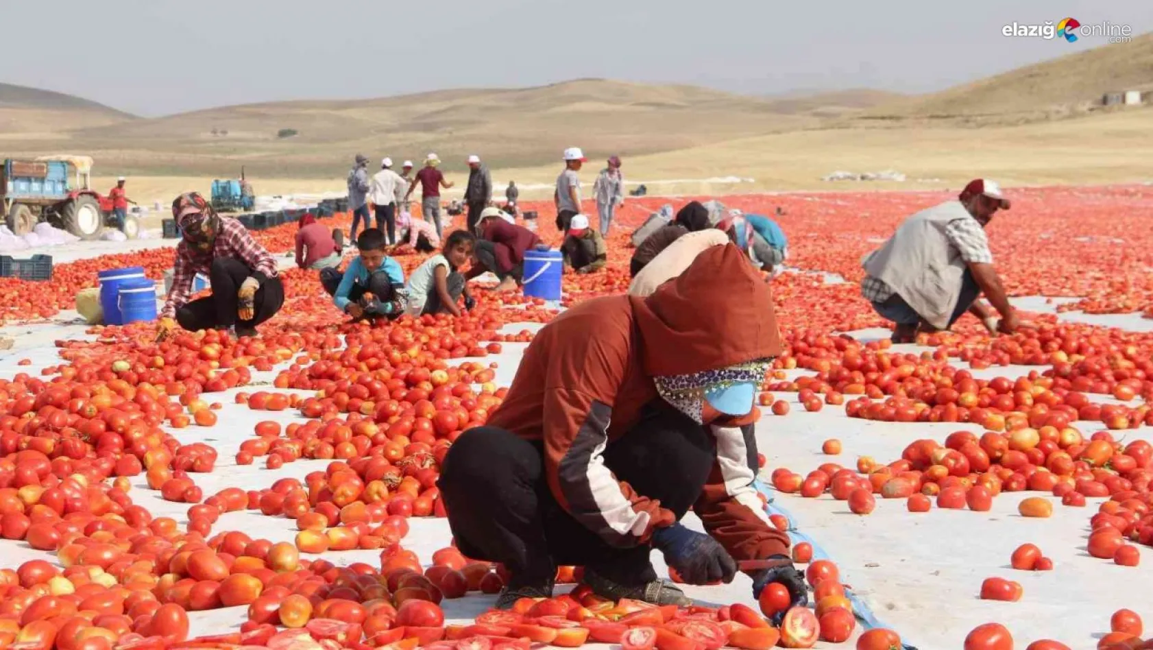 20 bin dekar alanda domates üretimi yapılan Elazığ'da hasat sürüyor