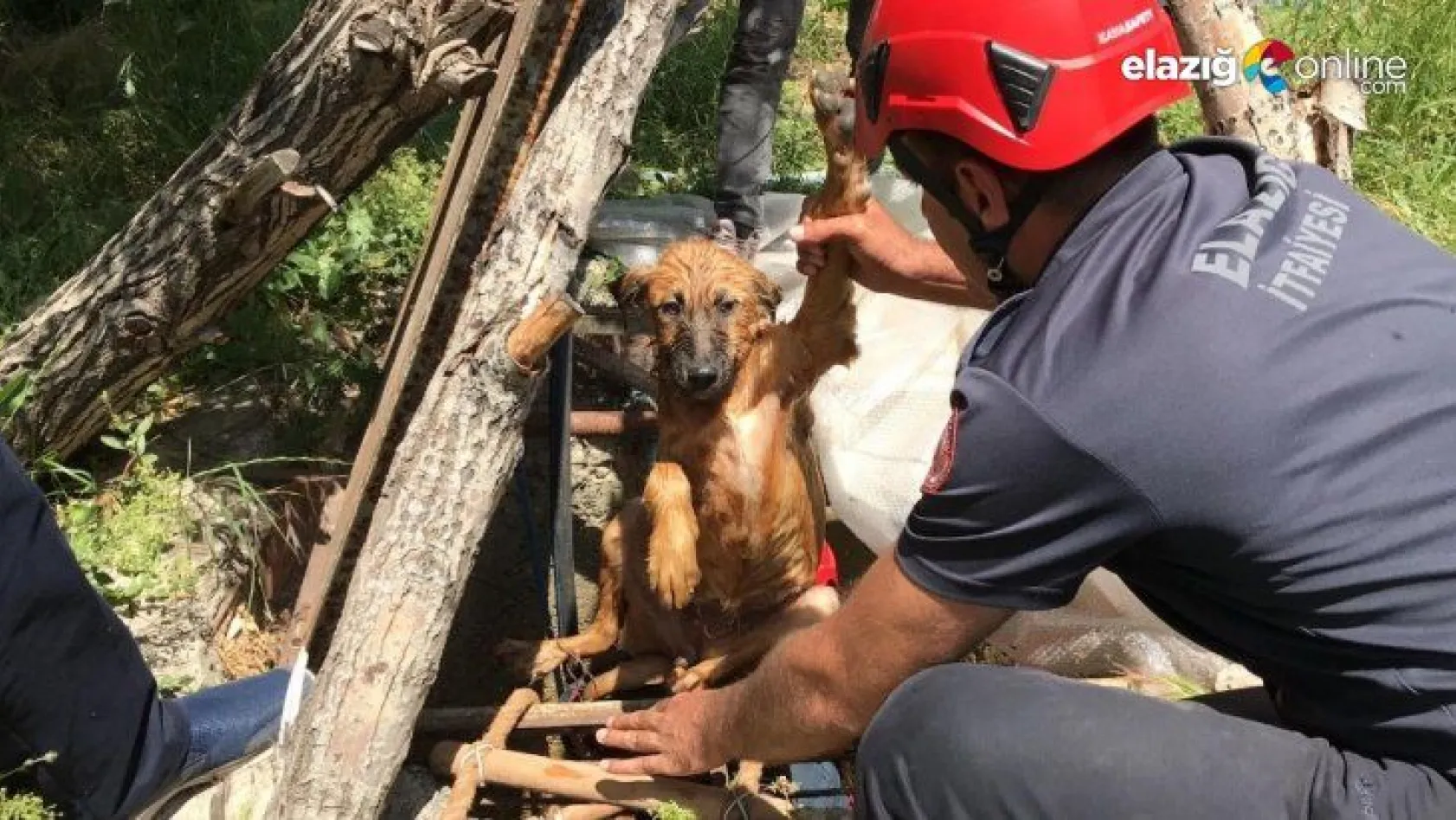 Elazığ'da 5 metrelik kuyuya düşen köpek için kurtarma operasyonu