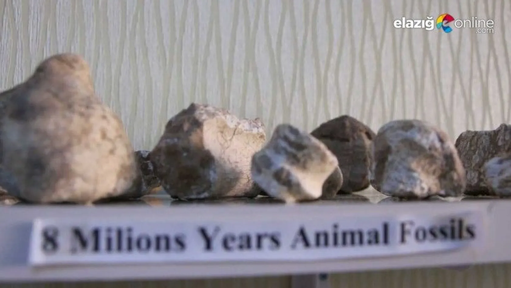 8 milyon yıllık hayvan fosilleri Elazığ'da sergileniyor