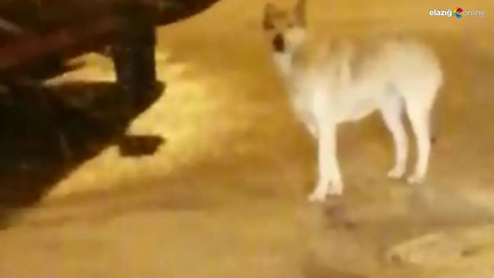 Elazığ'da aç kalan kurt ve tilki şehir merkezine indi