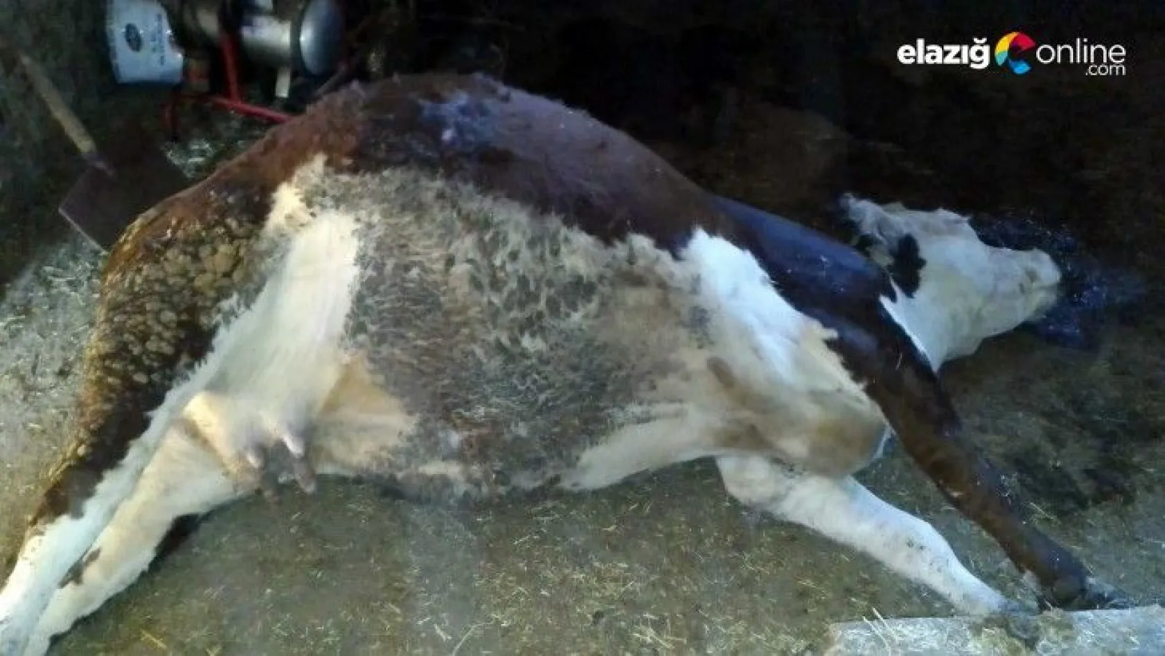 Keban'da ağıla yıldırım düşmesi sonucu, 3 büyükbaş hayvan telef oldu