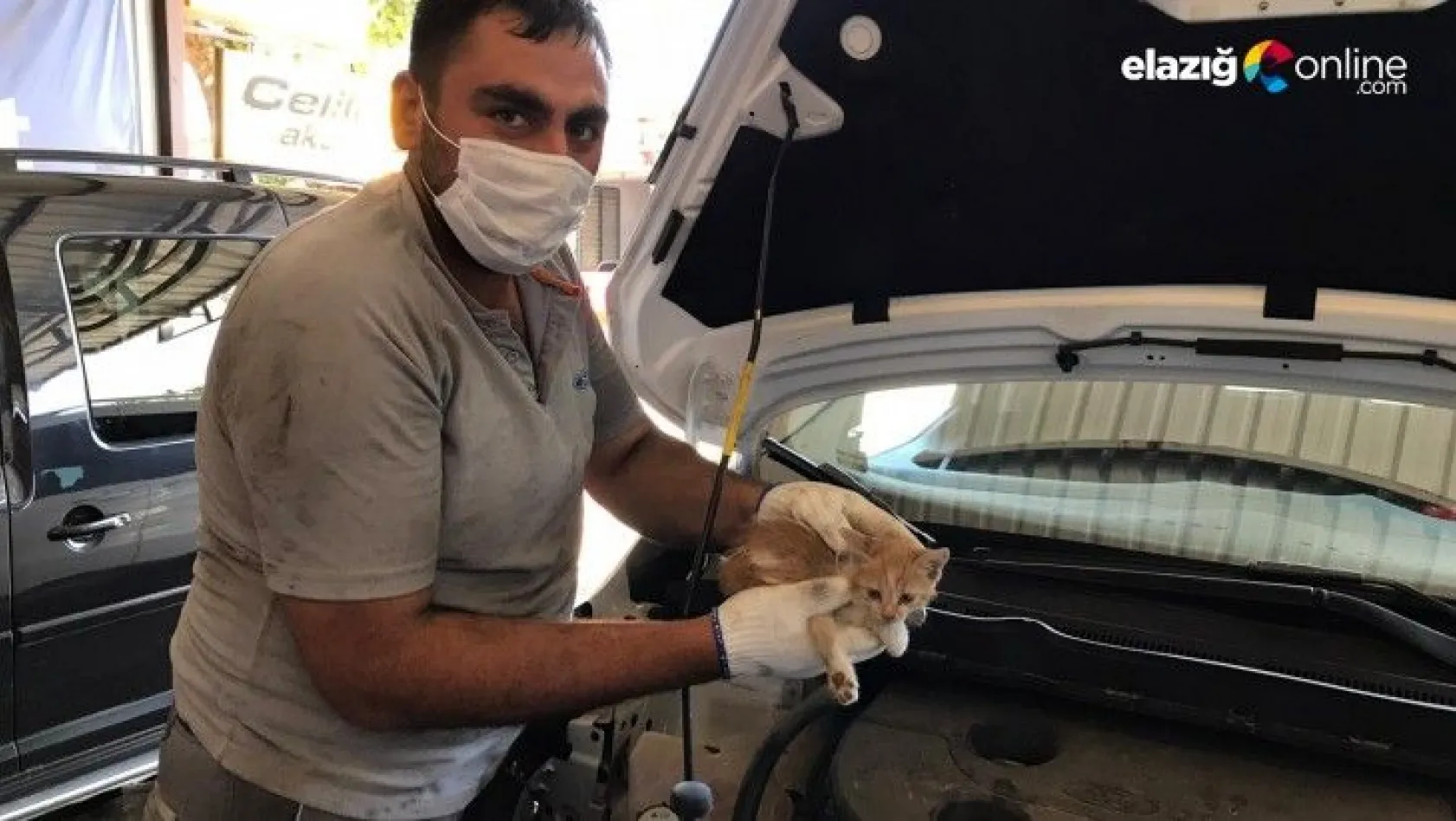 Elazığ'da aracın far kısmına girip sıkışan yavru kedi kurtarıldı