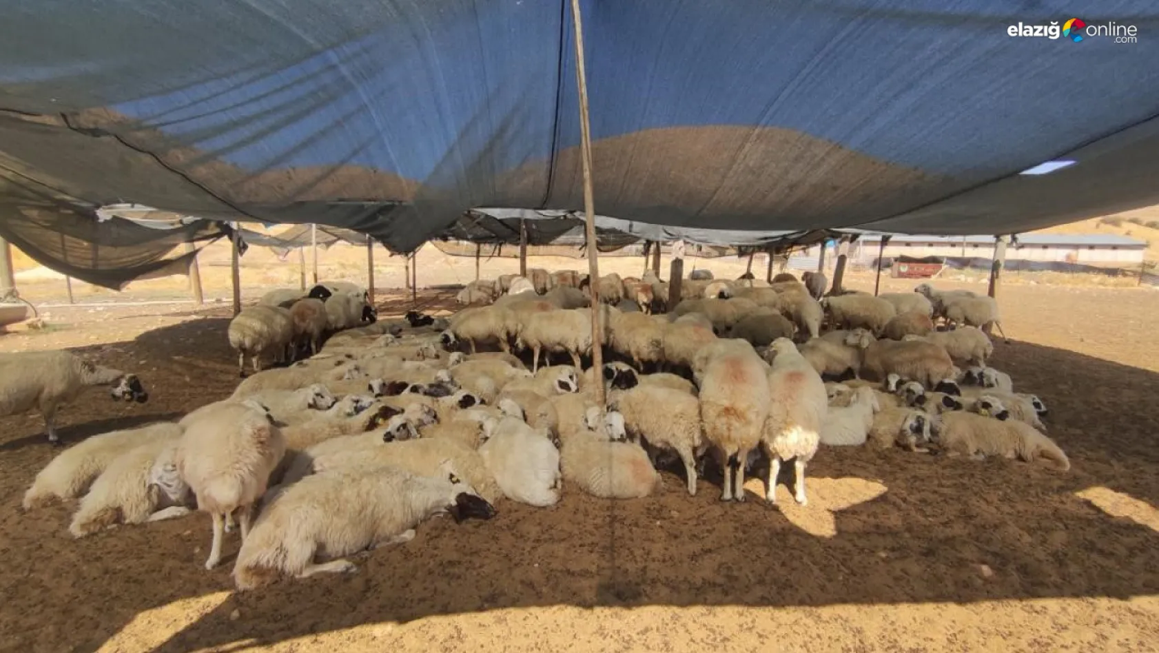 Elazığlı çiftçilerin çoban sorunu sürüyor!