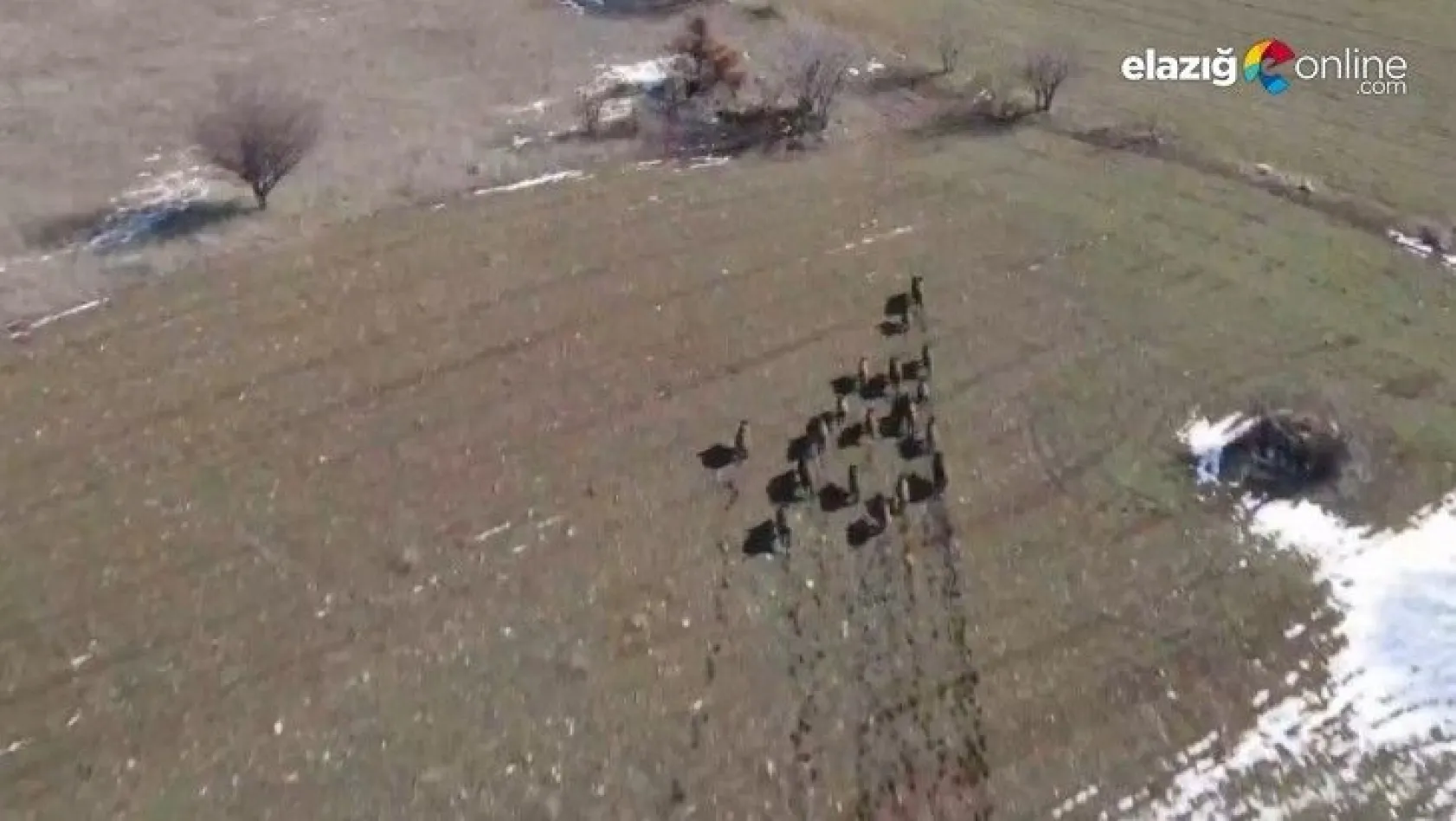 Elazığ'da domuz sürüsü drone ile görüntülendi