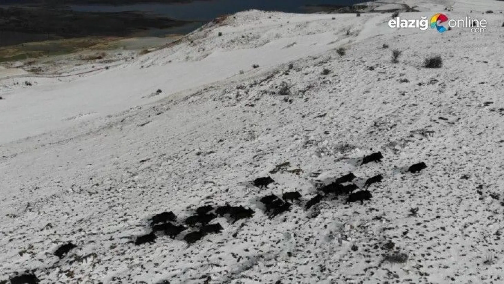Ağın'da domuz sürüsünün kaçışları drone ile böyle görüntülendi