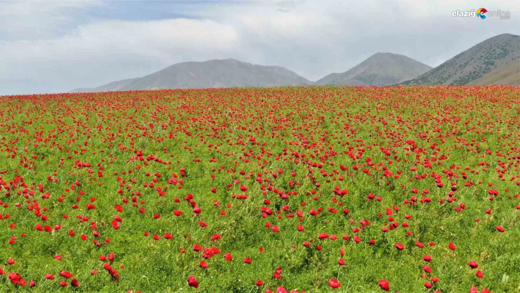 Elazığ'da gelincik tarlaları doğa severleri büyülüyor
