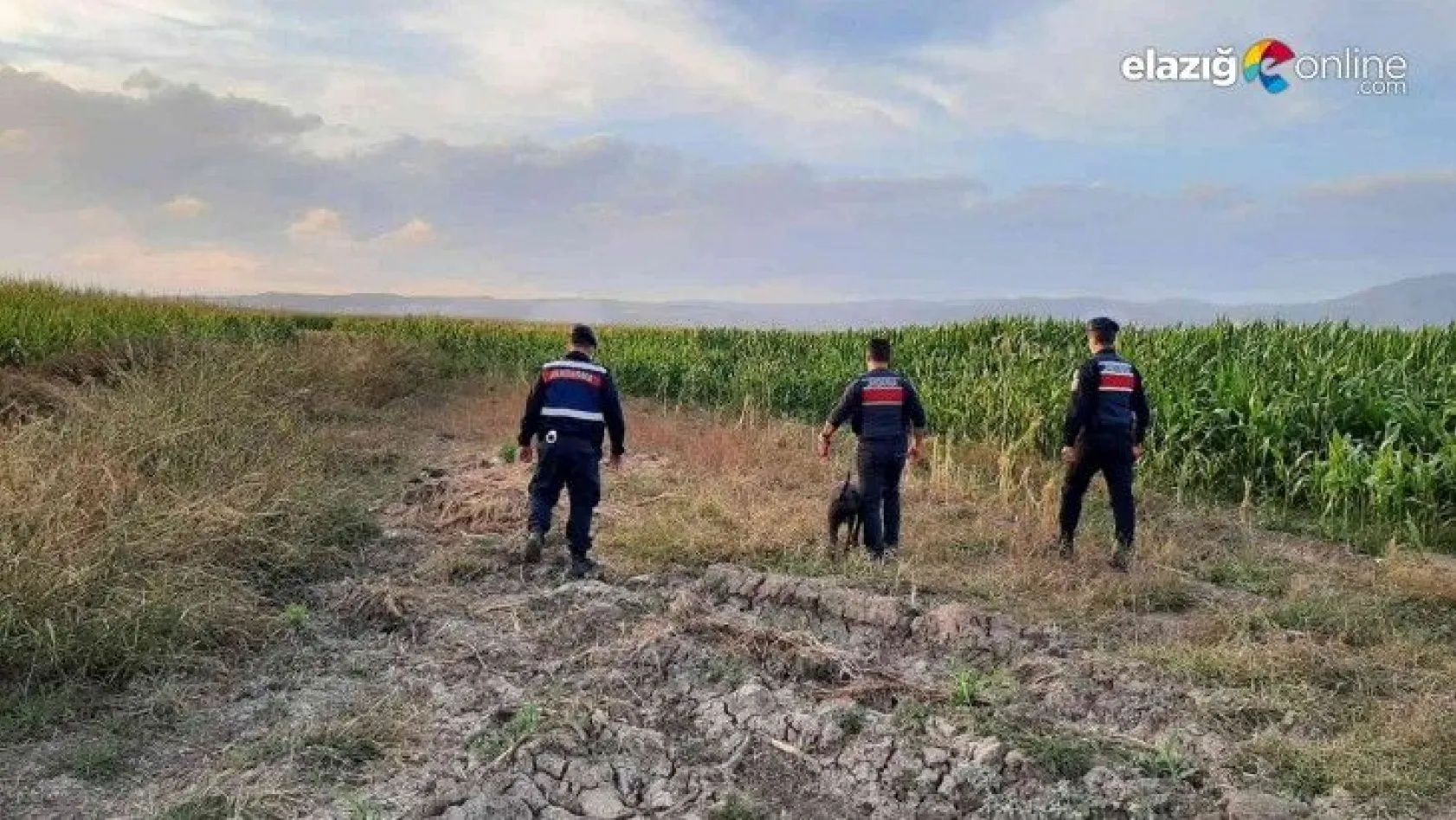 Jandarma yasa dışı kenevir ekimine karşı uygulama başlattı