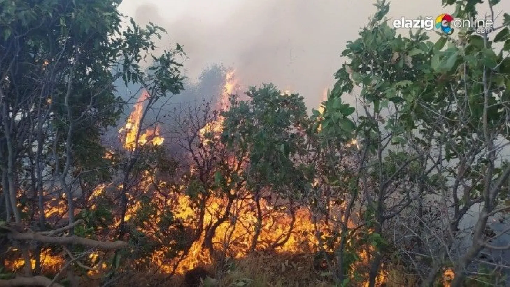 Elazığ'da korkutan orman yangını!