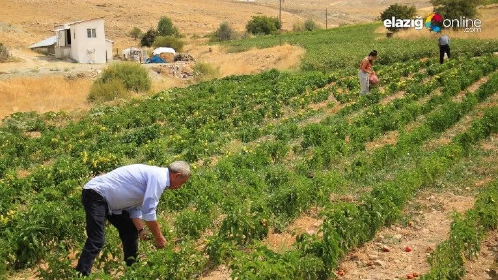 Elazığ'da, müşteriler tarlada kendi sebzesini toplayarak satın alıyor