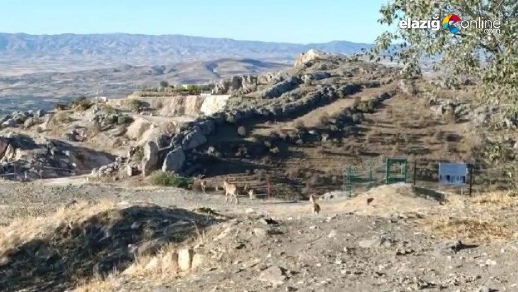 Yaban keçileri tarihi Harput Kalesine indi