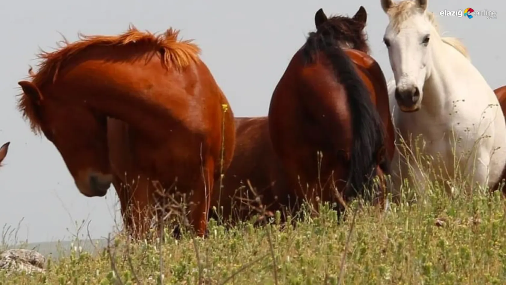 Keban'da 'yılkı atları' fotoğraf karelerine yansıdı