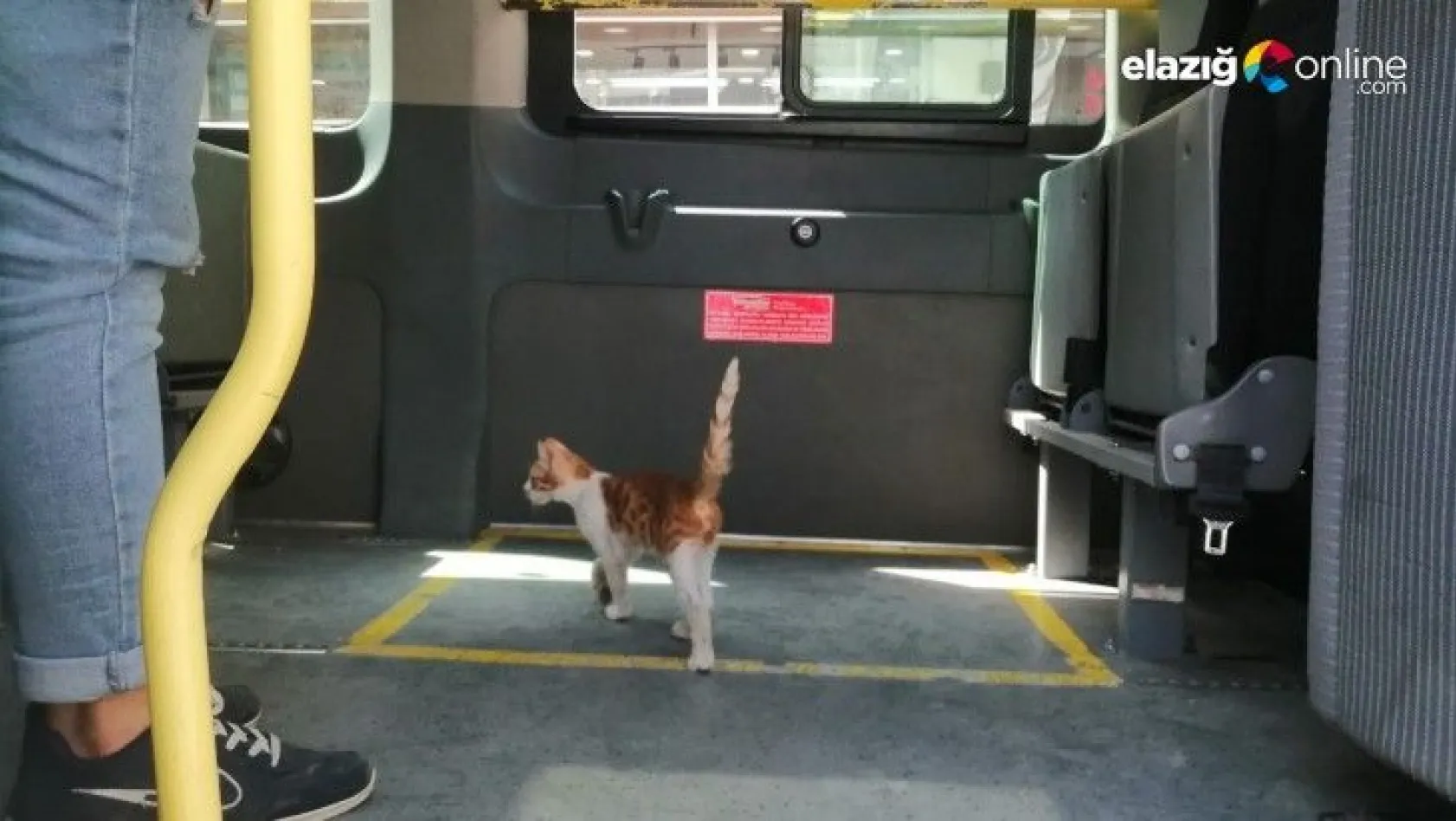 Yolcu gibi minibüse binen kedi, çarşı merkezine kadar yolculuk yaptı