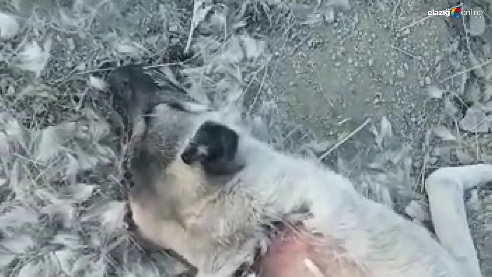 Elazığ'da zehirlenerek öldürülen köpekler için soruşturma başlatıldı