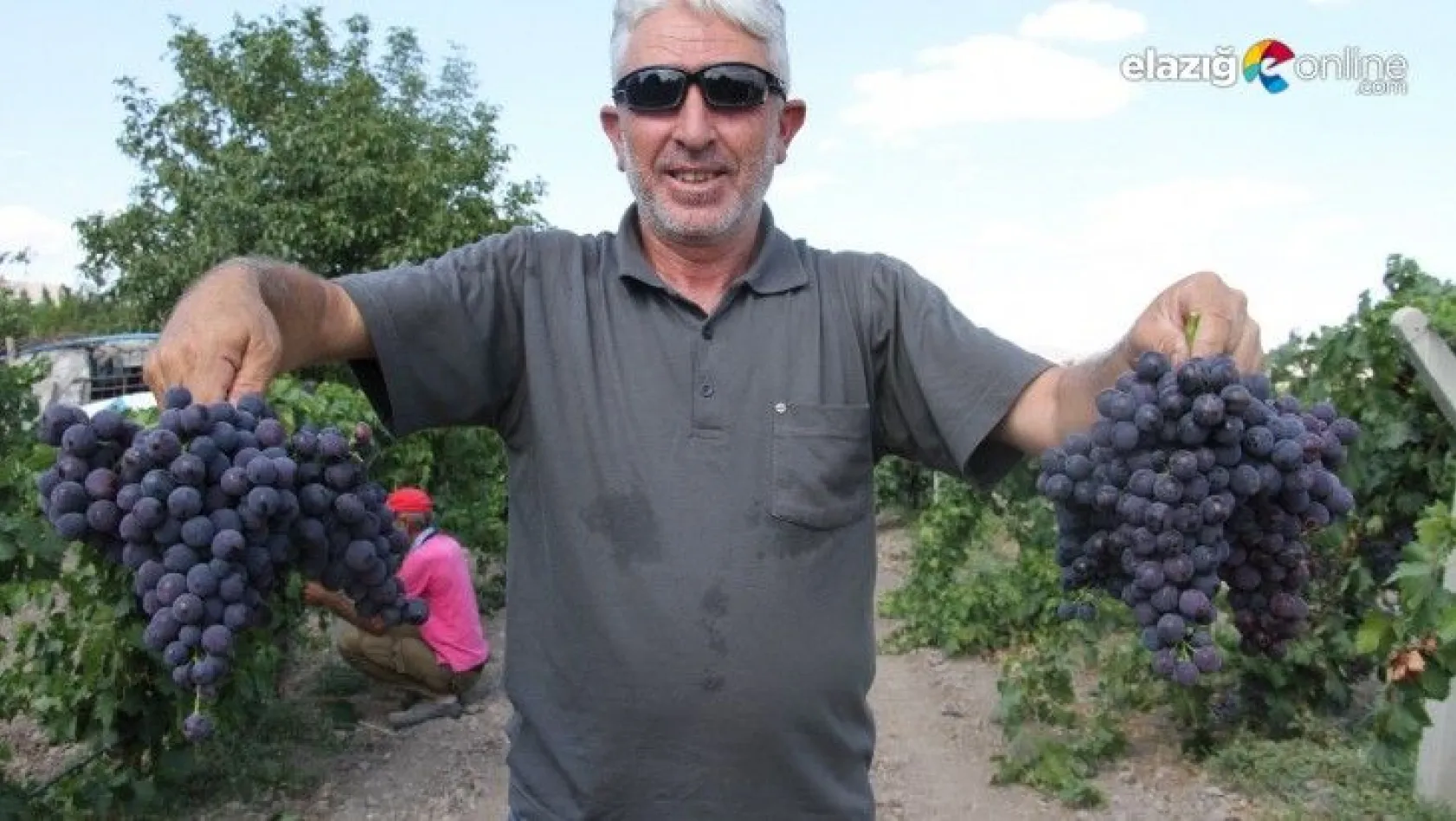 Elazığ'ın üzüm köyünde erkenci üzüm hasadı başladı