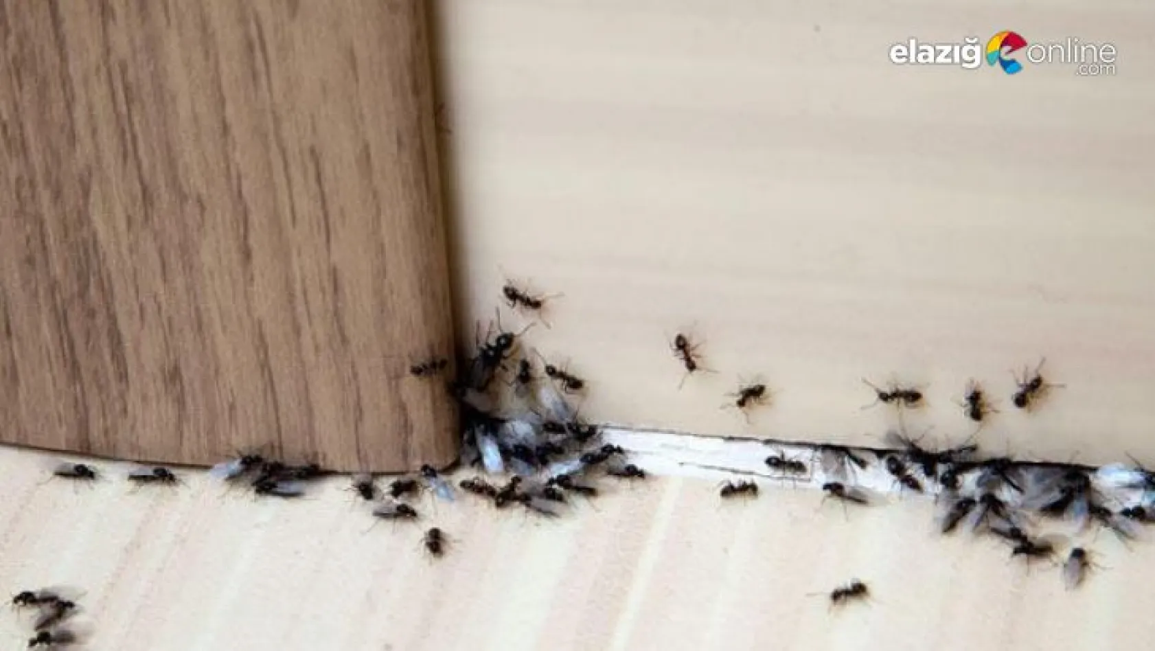 Evini basan karıncalar ilham kaynağı oldu