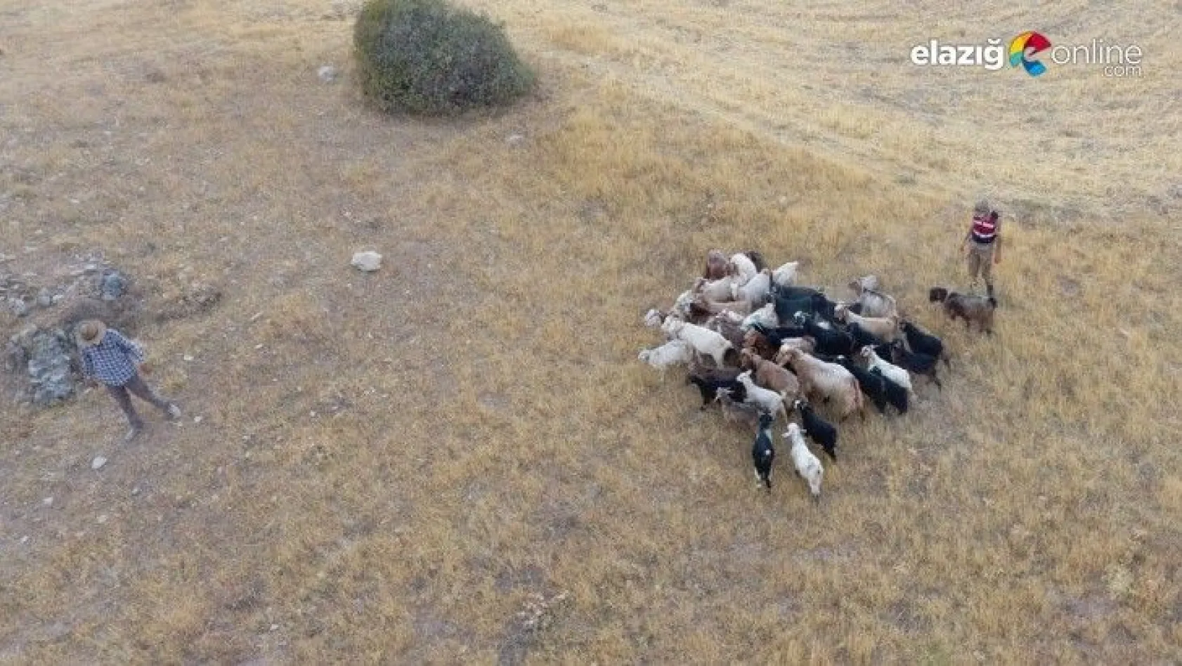 Firar eden hayvanlar, 7 kilometre uzakta drone ile bulundu